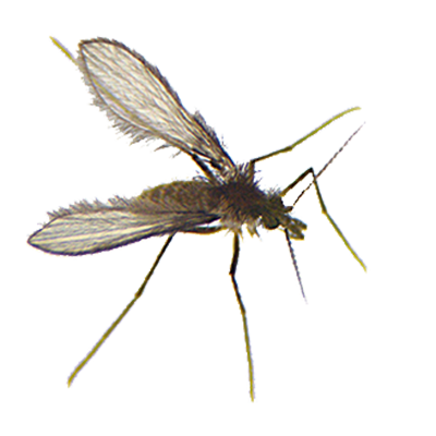 As leishmanioses (tegumentar ou visceral) são causadas por protozoário do gênero Leishmania, transmitidos através da picada de fêmeas de flebotomíneos, conhecidos como mosquito-palha Gutemberg Brito/ IOC-Fiocruz